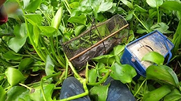 Đặt lờ cá dưới con kênh lục bình quá khủng khiếp