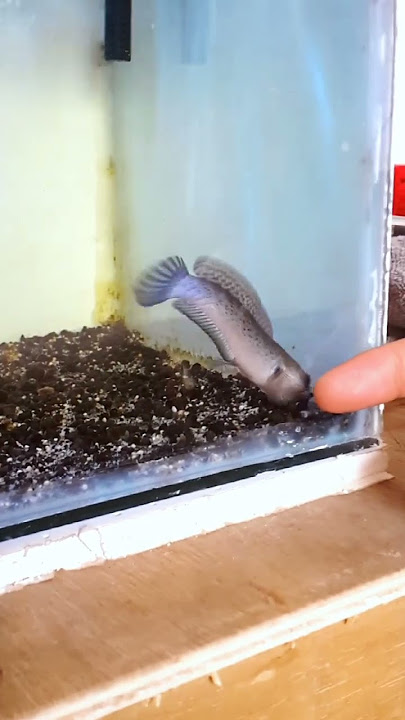 makin berkembang aja nih Channa Stewarti dari ginan aquatic #channa #channastewarti