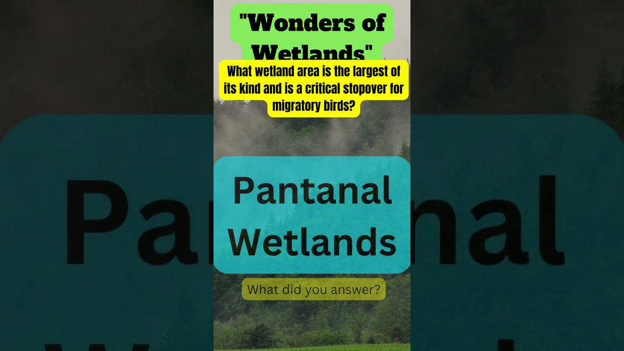 💧 Wonders of Wetlands: Explore the Beauty of Marshes and Swamps! 🌾