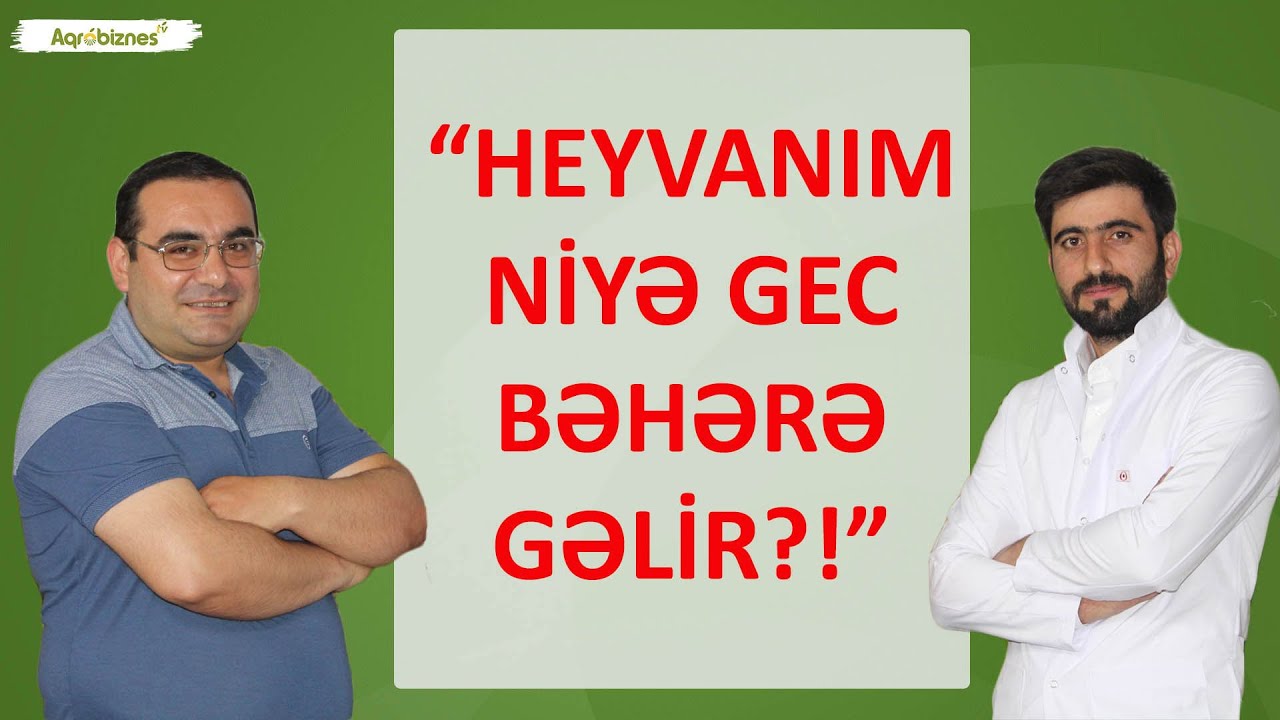 Heyvanlarda mayalanmanın gecikməsi, gec həvəsə gəlmə...
