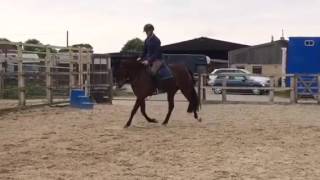 4yo Esteban gelding flat work