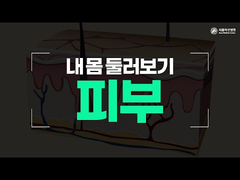 피부 [내 몸 둘러보기]