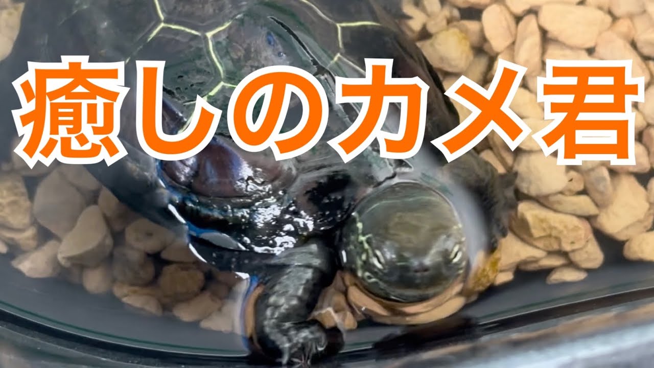 【初めての冬を経験するクサガメ】#turtle #亀 #reptiles  #癒し 