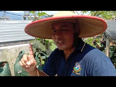 Video: Jenis Kelamin Tanaman Kiwi - Perbedaan Antara Kiwi Vines Jantan Dan Betina