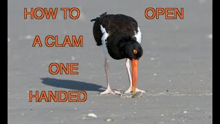 The American Oystercatcher [NARRATED]