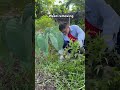 Relaxing with weed removal