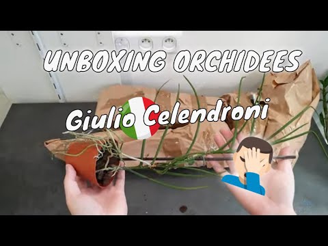 [Live Unboxing] Giulio Celendroni Orchideen-Unboxing 📦