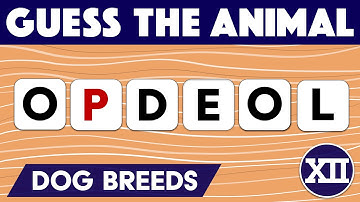 SCRAMBLED WORD | #N28 - Anagram quiz of 20+1 dog breeds from jumbled letters