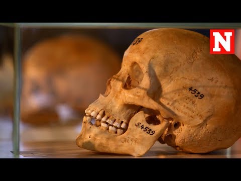 Germany Returns Human