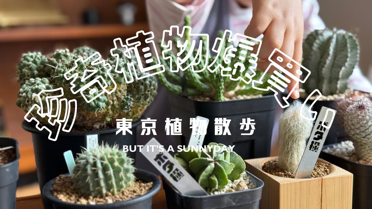 【珍奇植物爆買いinボタニカル横丁】東京植物散歩 過去最多の購入品！塊根、サボテン、ユーフォルビア、ボタ横が最高過ぎた