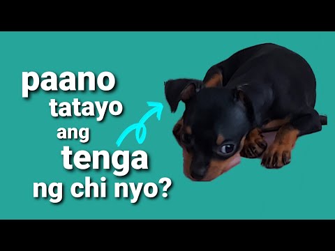 Video: Paano Magkasya Ang Tainga Ng Chihuahua