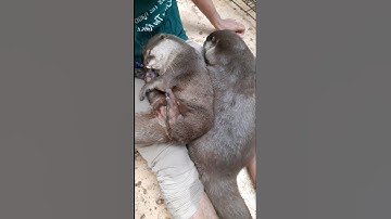 CUTE OTTER SLEEP AND HUGS EACH OTHER #otter #berangberang #petshorts #shorts