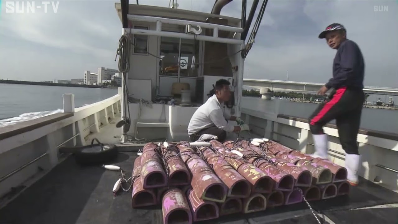 明石市 「たくさん産まれますように」 願いが込められたタコつぼ放流