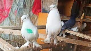 :    KAPTARLARNI ZO'RLARI FLY PIGEON    