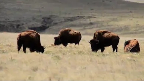 Two Bison Calves Born to Northern Colorado Conserv...