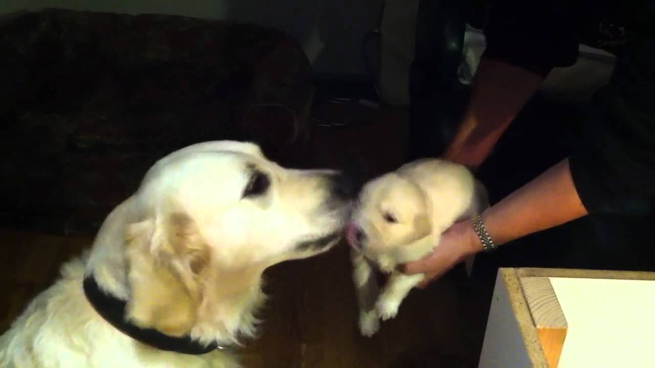 Grandma Cleaning Puppies - YouTube