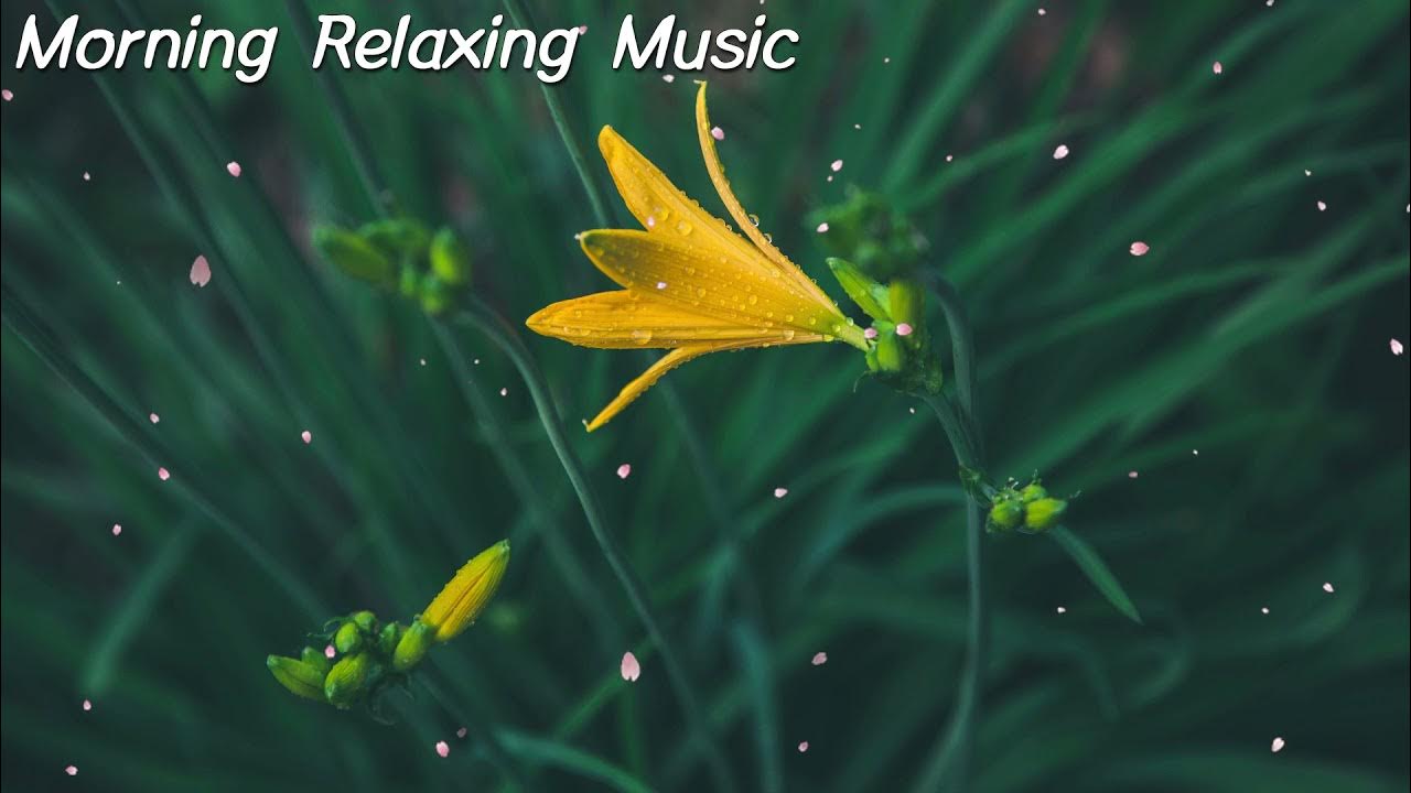 Morning Guitar Instrumental Music to Wake Up Without Coffee Morning Guitar Instrumental Music to Wake Up Without Coffee