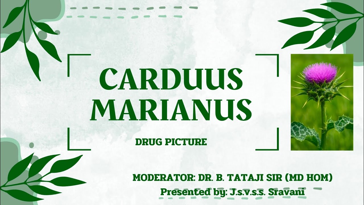 CARDUUS MARIANUS | DRUG PICTURE 