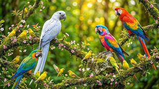 🎹 Relaxing Piano with Spring Forest Bird Sounds 🕊 Healing Music for Calm Mind &amp; Inner Peace