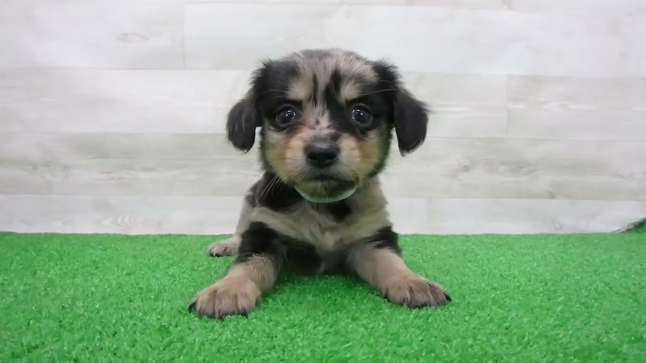 MIX（ハーフ）の子犬（オス♂） 横浜旭店 No.00768402｜ペットショップ