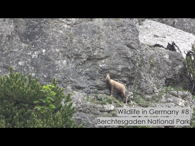 Chamois  Switzerland Wildlife Guide