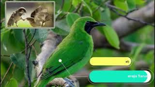 Cucak Hijau isian Gereja Tarung Khusus untuk masteran (Original)