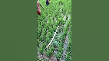 Operasi Khusus Tambah Jumlah Penggarap di Sawah #shorts