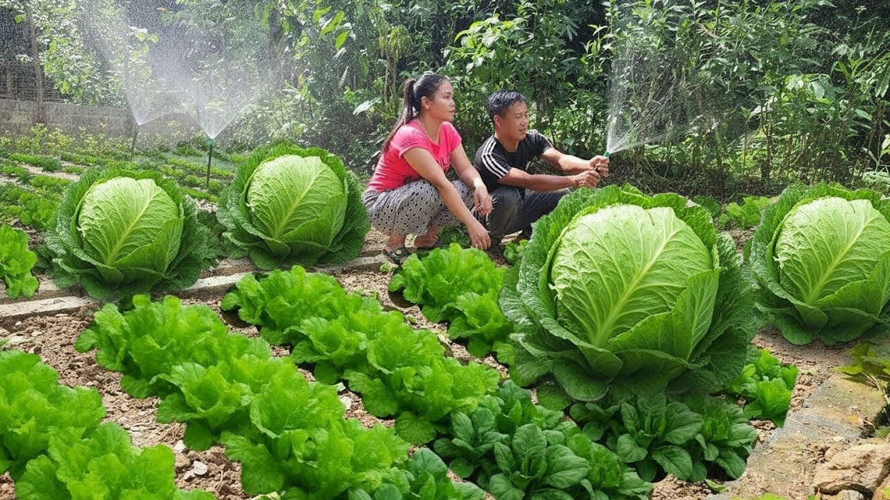 Turn traditional vegetable gardens into smart industrial vegetable models