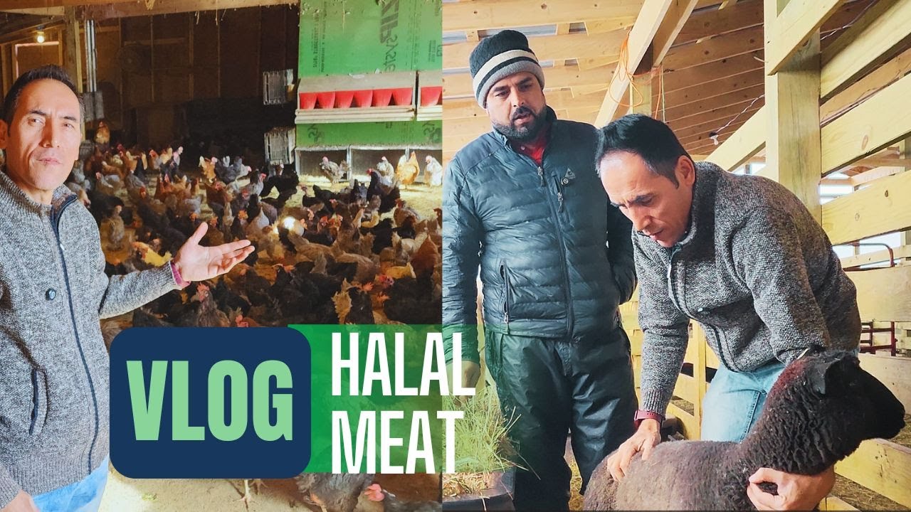 فارم مال داری امپریال Imperials Form/Nabi Roshan