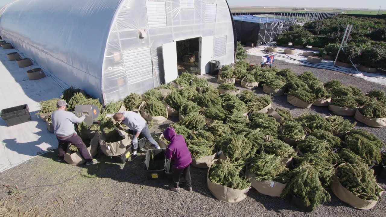 Dry Bucking with the Mother Bucker and Double Bucker