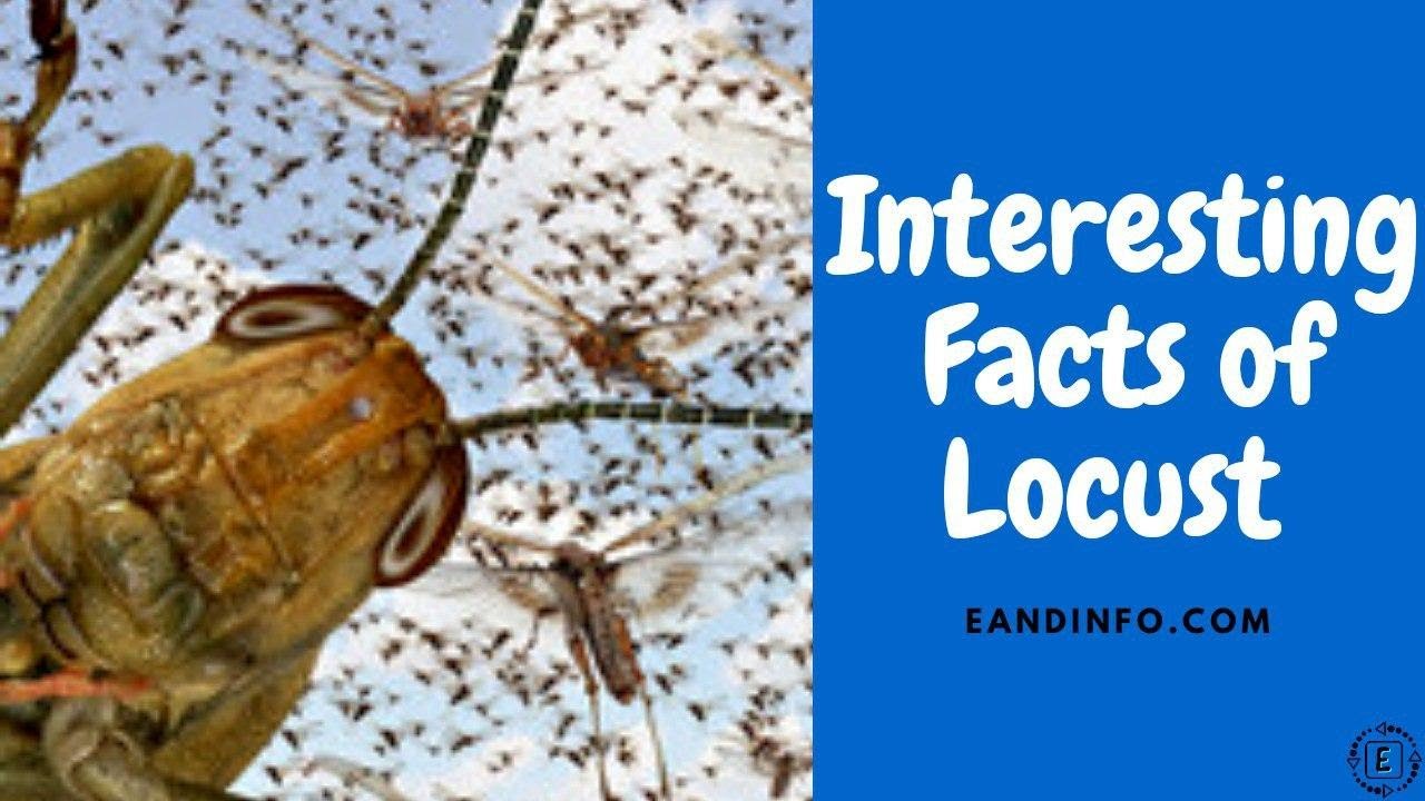 Weird Facts Of Locust YouTube