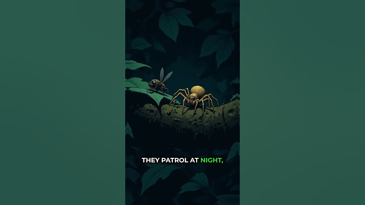 Spitting Spiders: Nature's Precision Hunters