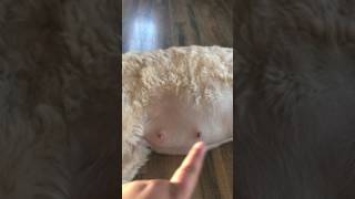 Nala 58 Day Pregnant Dog (Labradoodle) Puppy Movement