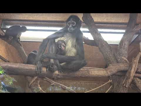 Video: Co je základní společenskou jednotkou primátů?