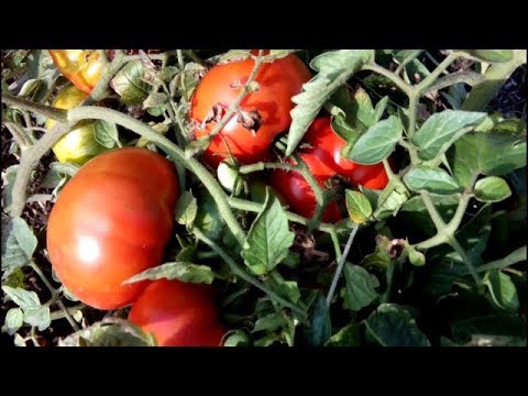 🍅🍅ТОМАТ МАРМАНДЕ. Обзор сорта. Выращивание без пасынкования