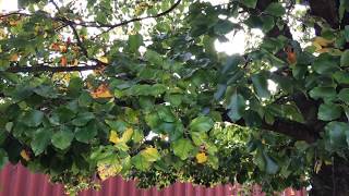 Common Beech (Fagus sylvatica) - leaves - October 2017