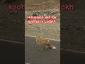Himalayan Red fox spotted in Ladakh #raremoments #redfox #himalayan #ladakh #roadtrip #viral #shorts
