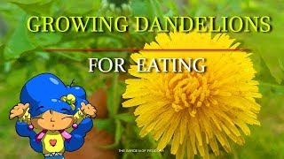 How to grow Dandelions for eating l Growing Dandelions: THE GARDEN OF FEODROA