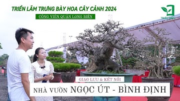 Nhà vườn Ngọc Út từ Quy Nhơn - Bình Định đến với Triển Lãm Hoa Cây Cảnh Long Biên - HN | Triệu Điền