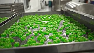 More is Better: Behind the Scenes of Our Award-Winning CBD Gummies