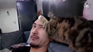 Just Cats Pet Video Compilation 2016 A dedication to those who love cats