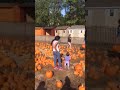 Pumpkin picking 🎃