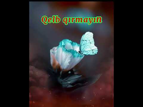 Qelb qirmaq, Qel qirmaq haqda video, Qelb, dini video, dini status, dini statuslar, 2021