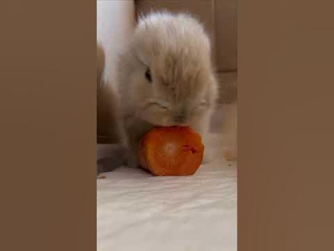 кролик ест морковку #кролики #кролики_содержание #крольчата #кролик ...