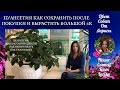 ПУАНСЕТТИЯ КАК СОХРАНИТЬ ПОСЛЕ ПОКУПКИ И ВЫРАСТИТЬ БОЛЬШОЙ 4К