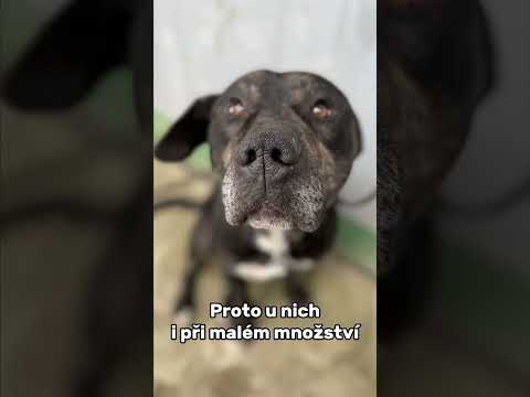 Video: Mohou psi onemocnět láskou?