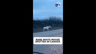 White Moose Spotted In Canada