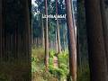 The mystical forest 🌳 ⛈️😍 #travel #darjeeling #shorts #viral