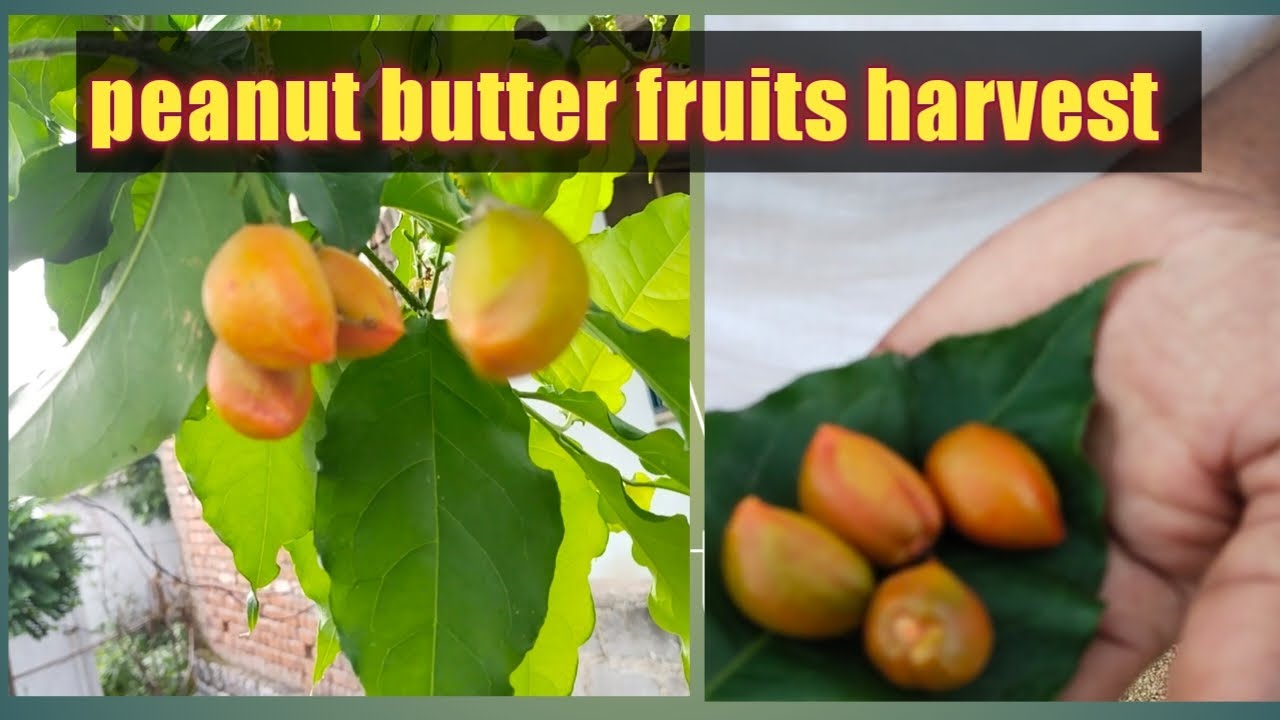 Peanut butter fruits harvest YouTube