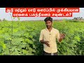 Leucaena leucocephala | Subabul/Safed babool/Soundal/ Tree Fodder in Tamil